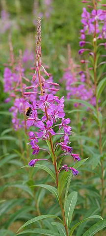 Epilobium angustifolium